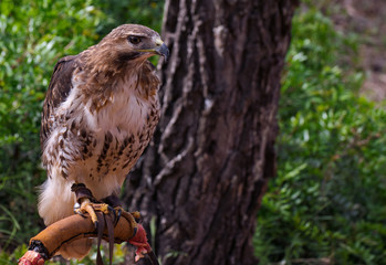 aves rapaces en cautividad