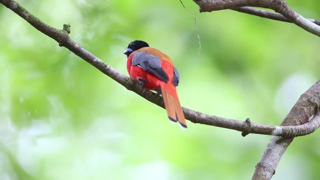 Scarlet-rumped trogon (Harpactes duvaucelii) in Sabah, Borneo