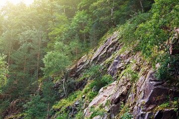 Green trees in sunlight on stone slope of the mountain or rock, summer nature landscape