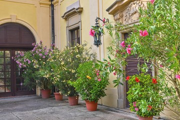 Fototapeta na wymiar Little garden and historic architecture. Garden style. Flowers in flower pots.