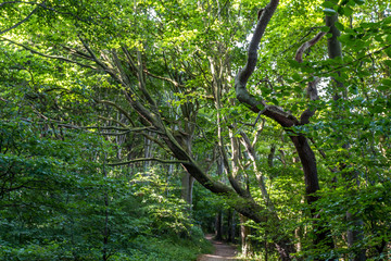 Obraz premium gespensterwald