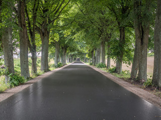 Tree lined country road