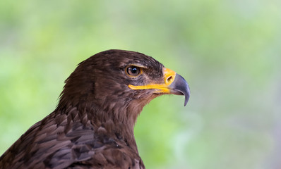 Fototapeta premium aguila en cautividad