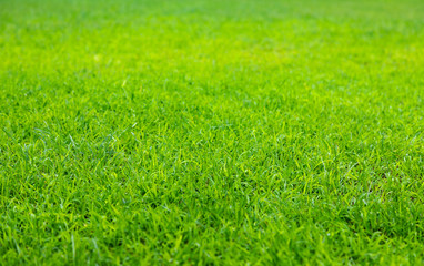 Green grass soccer field background