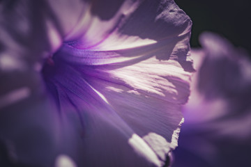 Obraz na płótnie Canvas Background image of a violet petunia close up