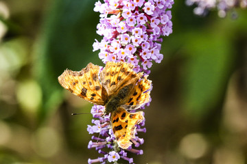 Comma butterfly feeds on a Buddleia plant.