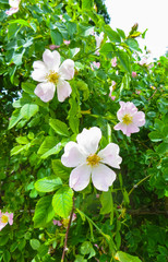 Beautiful pink flowers of wild rose on branches.