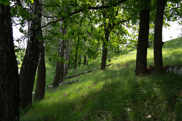 Summer sunny morning landscape in the nature