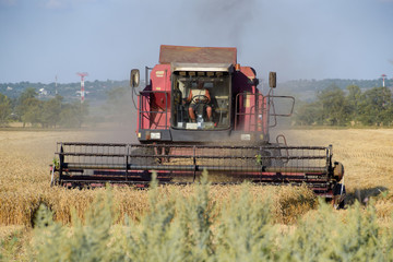 The old combine harvester harvests wheat. Agricultural machinery.