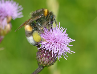 A bumblebee collects nectar from a flower.