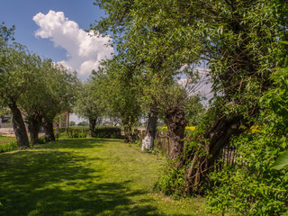 Fototapeta na wymiar Spring garden with the willows
