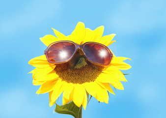 Summer, Sommer, Sonnenblume, Sonnenbrille, Himmel, Textraum, copy space