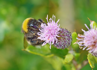 A bumblebee collects nectar from a flower.