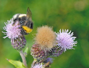 A bumblebee collects nectar from a flower.