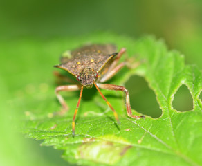 Forest bug sitting on a branch.