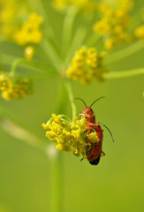 Beetle crawling on the stem.