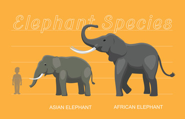 Obraz premium Elephant Sizes Comparison Cartoon Vector