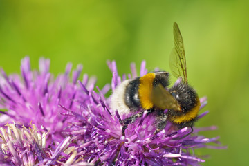 A bumblebee collects nectar from a flower.
