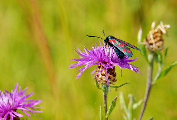 Fototapeta na wymiar Butterfly sitting on the grass.