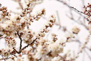 Spring blossom tree