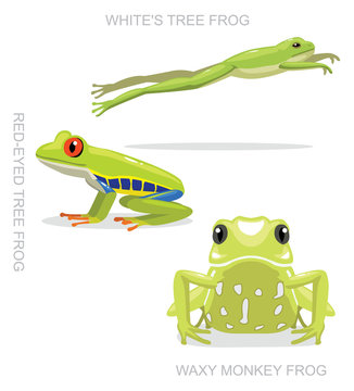 Red-Eyed Tree Frog Set Cartoon Vector Illustration