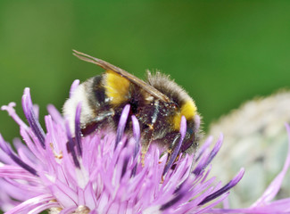 A bumblebee collects nectar from a flower.