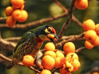 Coppersmith Barbet