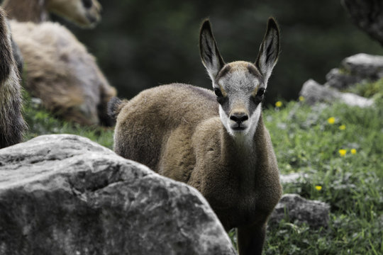 Gams rupicapra chamois