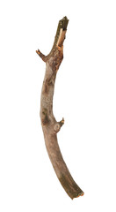 Obraz premium Tree branch isolated on white background