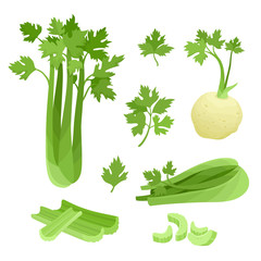 Bright vector collection of colorful celery isolated on white