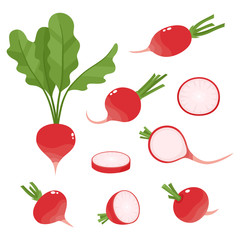 Bright vector collection of colorful radish isolated on white