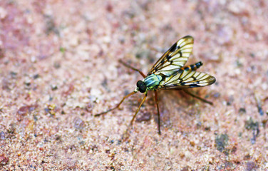 Insect close-up.