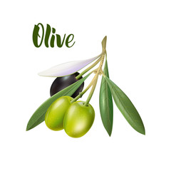 Realistic olive branch 3d illustration for advertising posters, postcards, labels