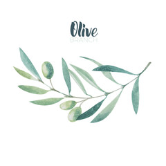 Watercolor olive branch. Sketch of olive branch on white background