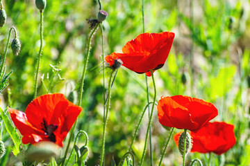 Many poppies grow on the plantation