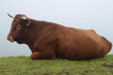 Cow