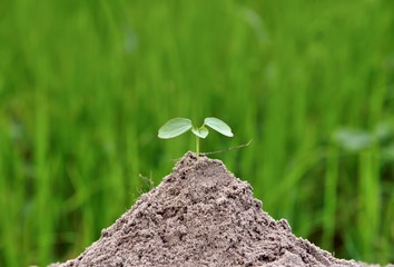 small plant is growing represent to hope, start or life, The seedling are growing from the rich soil to the morning sunlight on green nature background that is shining, ecology earth or ecology world.
