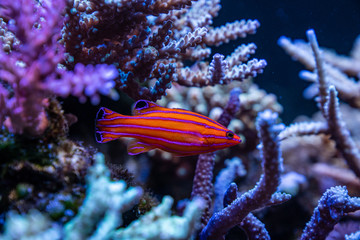 Red tropical fish between corals
