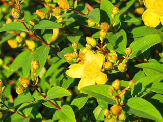 Yellow flowers St. John's wort shrub Hidcote, Hypericum patulum Hidcote. Flowers in the bright...