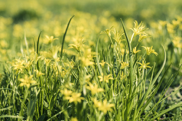 Yellow forest flowers close-up - beautiful neutral background