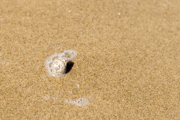 Summer texture - transparent water, sandy beach and a small shell, top view, copy space