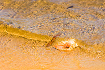 Sandy shore of the sea bay close-up