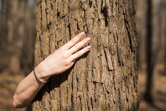Female hands and tree trunk
