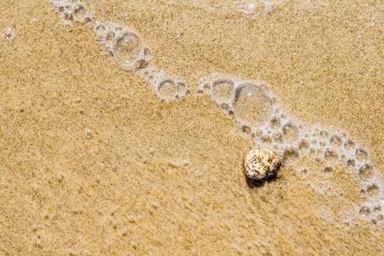 Summer texture - transparent water, sandy beach and a small shell, top view, copy space