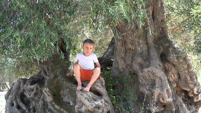 Kid resting in the shadow on a big old olive tree truck