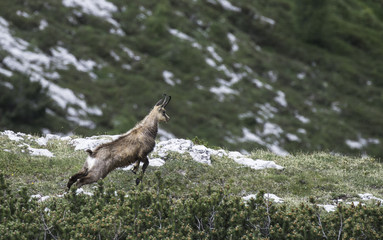 Gams rupicapra chamois