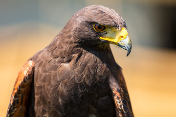 Greifvogel