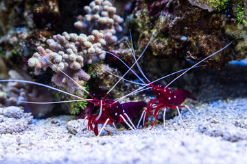 tropical red shrimp in aquarium