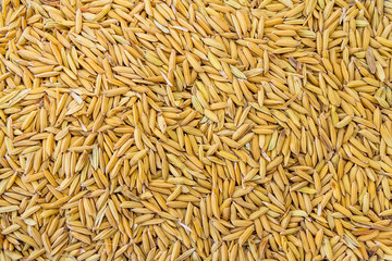 Paddy rice texture for background