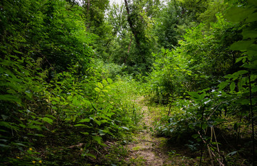 Forest road in the mysterious morning forest